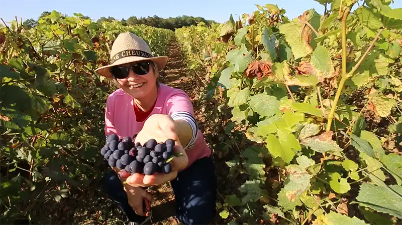 Champagne Day Trip from Paris (Small group) 13 day trip to champagne from paris