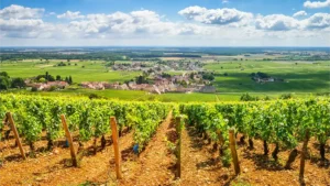 things to do burgundy france