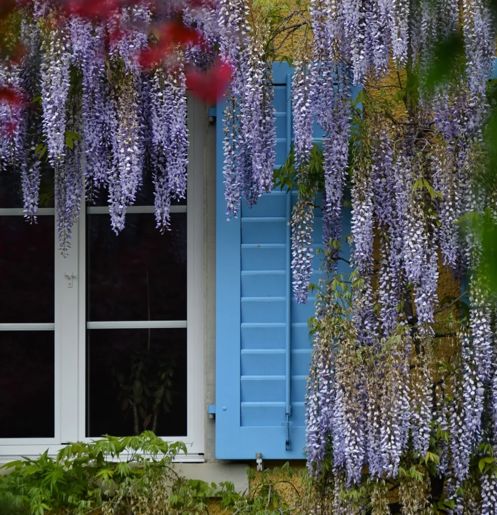 Paris in April: What to Do, Weather & Events 1 Paris spring wisteria